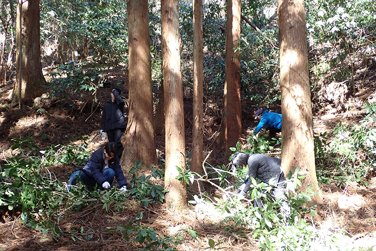 スギの植林地でアオキ等の灌木類を除伐しました