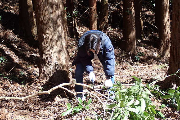 スギの植林地でアオキ等の灌木類を除伐しました