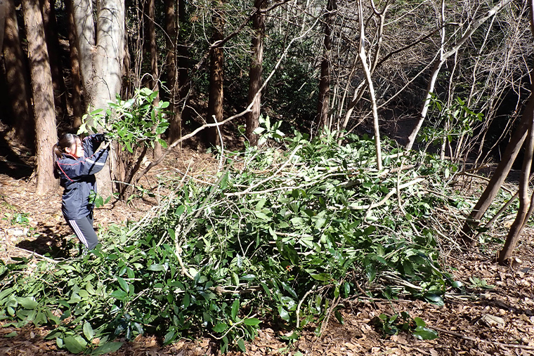 切った草木や落枝を運び、一か所にまとめます まとめた草木は、鳥類や小動物が天敵から身を守る隠れ家・昆虫類の生息地などにもなります