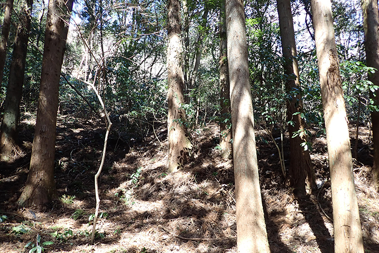 整備後 地面に日の光が当たるようになりました