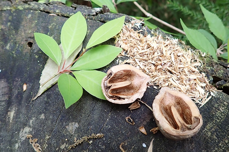 リスなどの小動物がクルミを食べた可能性のある痕跡
