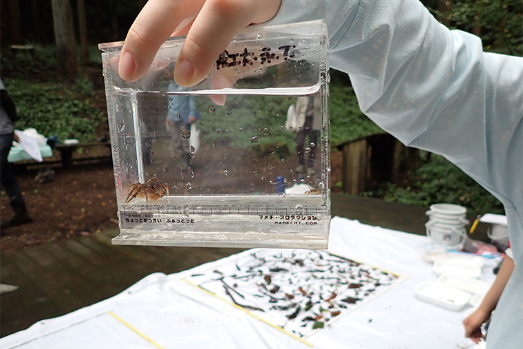 調査当日見られた生き物たち