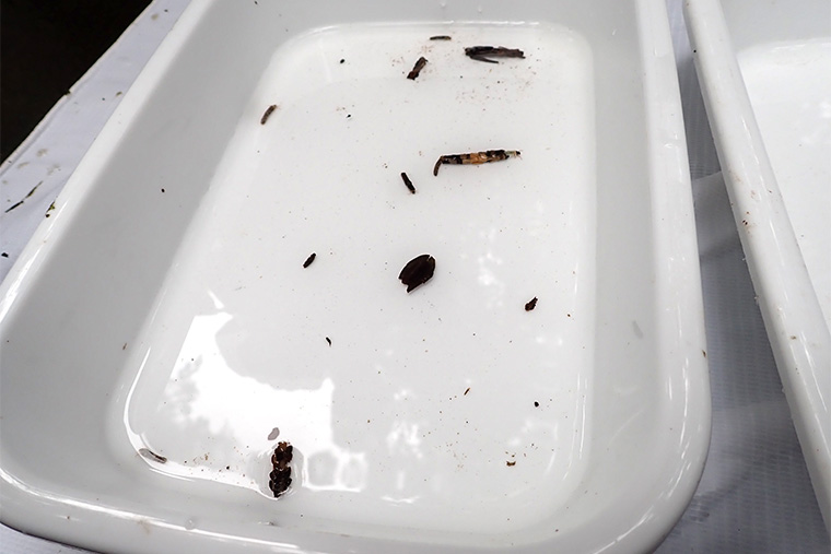 調査当日見られた生き物たち