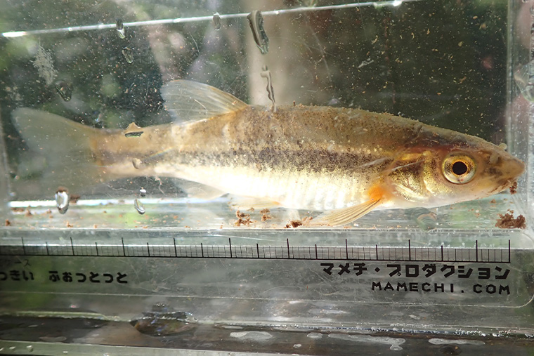 自分で捕まえた魚を真剣に観察する様子。