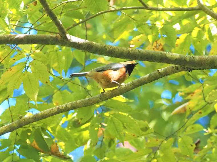 枝に付いた昆虫の卵や幼虫を探すヤマガラ