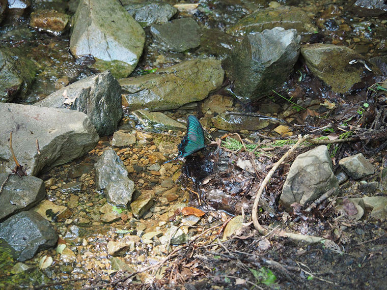 沢に降りて水を飲むカラスアゲハ