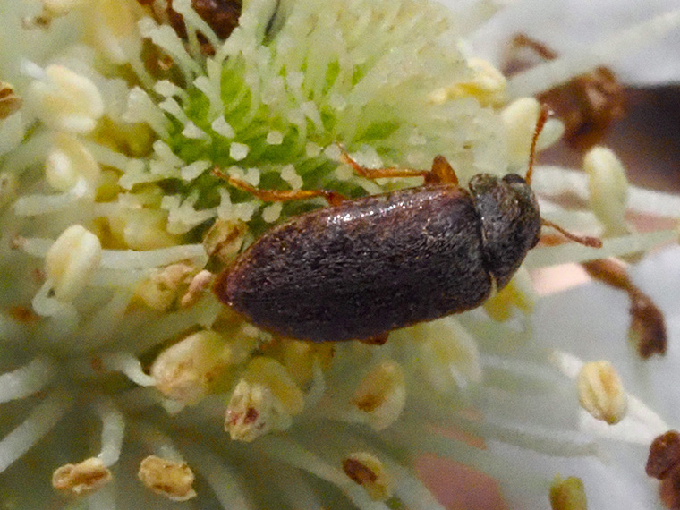 クサイチゴの花にきたキスイモドキ