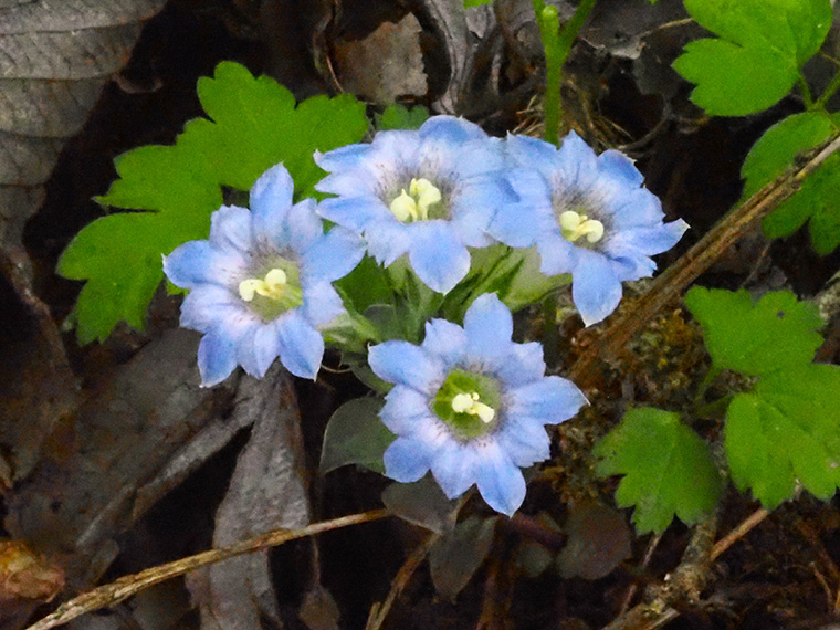 フデリンドウの花