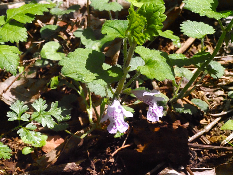 カキドオシの花