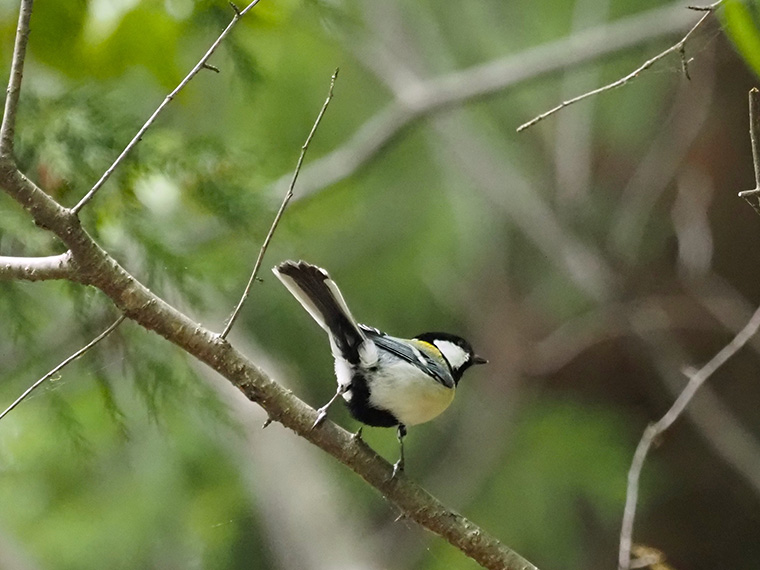 シジュウカラ