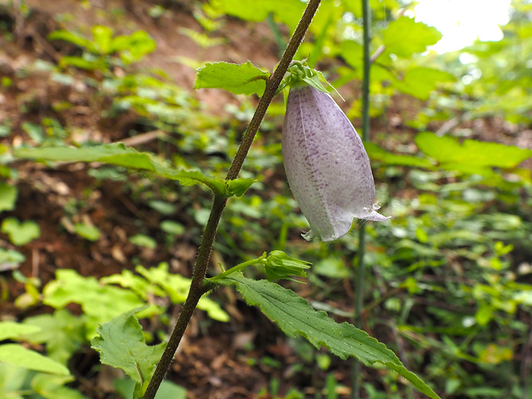 ホタルブクロの花