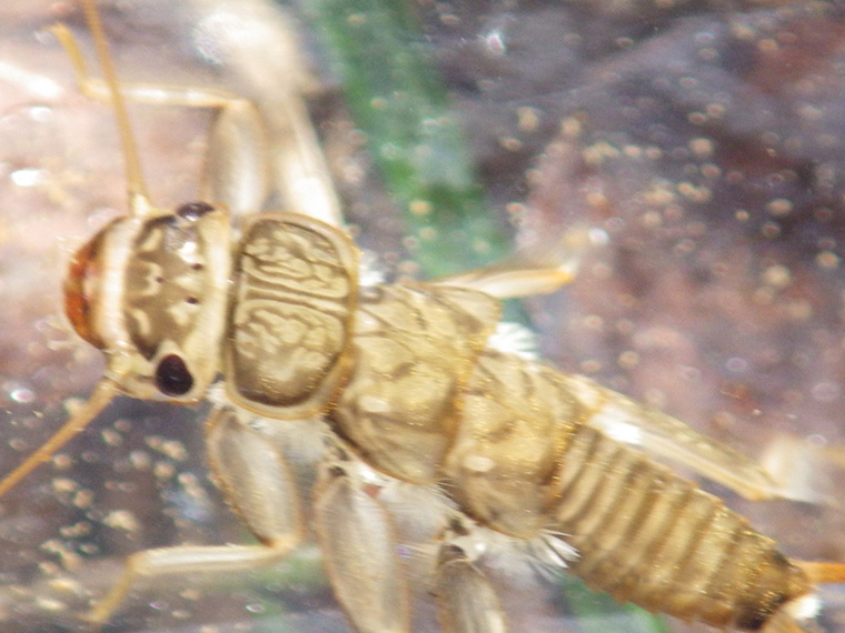 石の裏にいたオオヤマカワゲラの幼虫