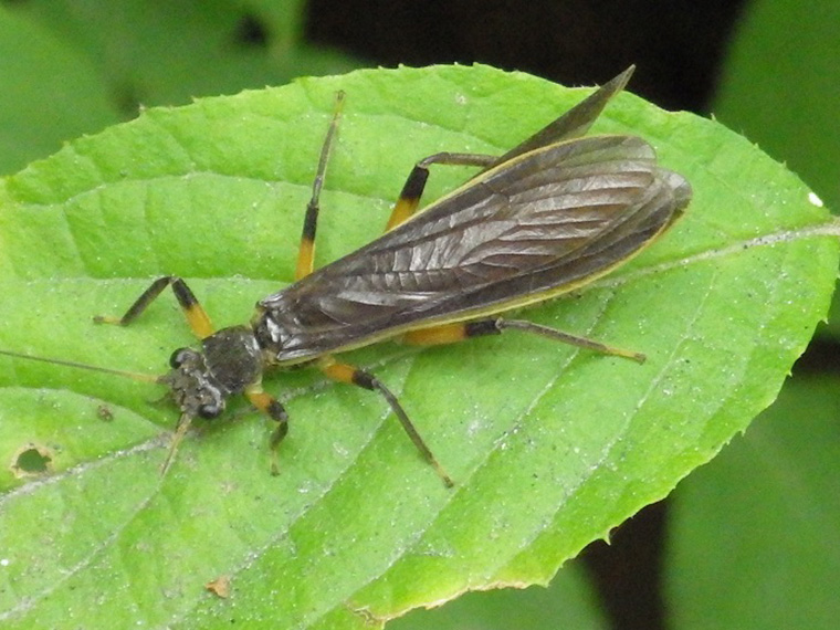 初夏に沢から飛び立ったオオヤマカワゲラの成虫