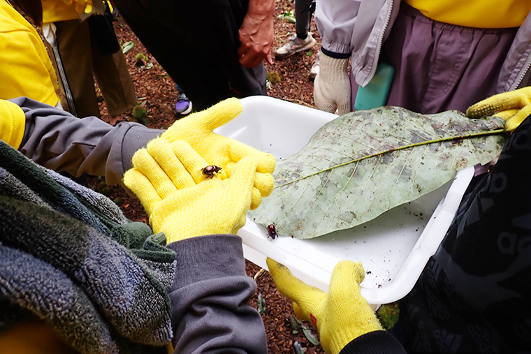 カマキリなどの虫に出会いました。