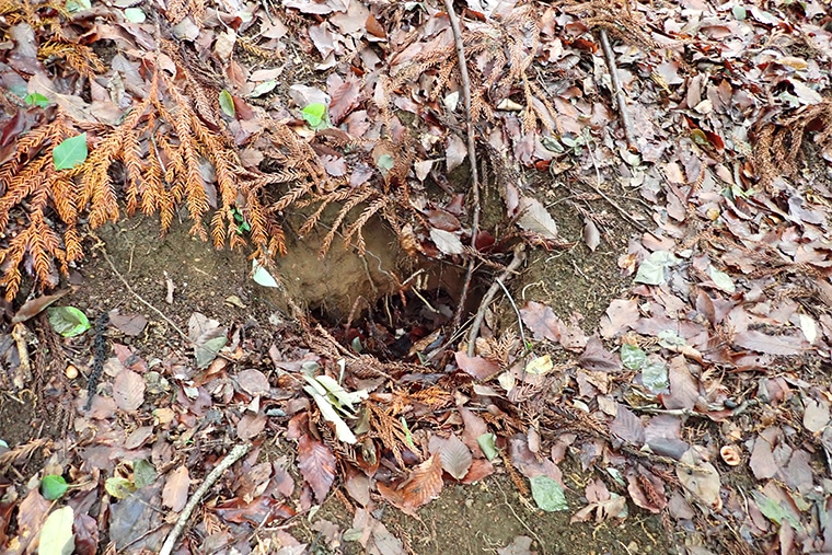 アナグマの巣の跡