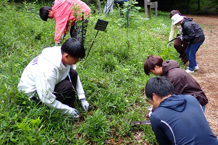 エントランス広場植樹地の下草刈りの様子
