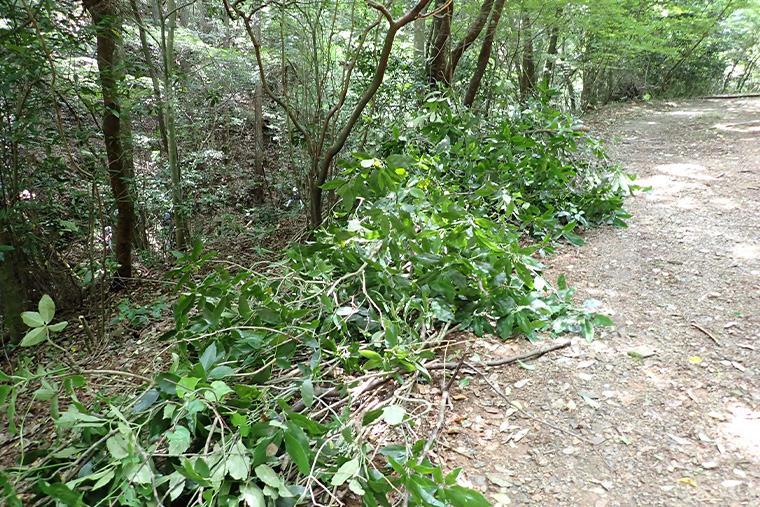 除伐した灌木類