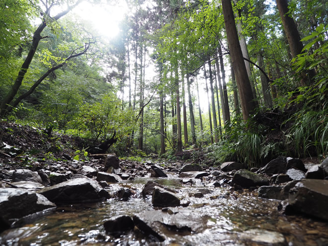 石の多い小川、両岸の植物、奥に広がる森と空。