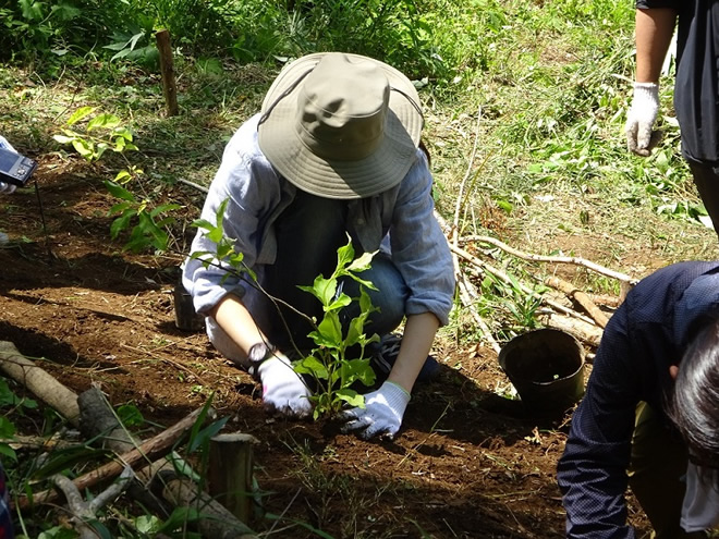 複数の人物が屋外で植物を植えている。